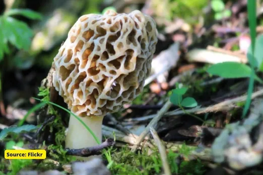 Gucchi mushroom on the verge of extinction?