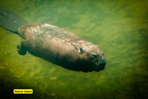 How Some Species Will Survive Climate Change?
