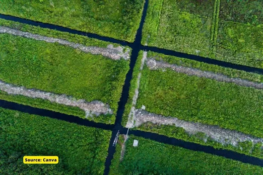 What are peatland areas, function as carbon sinks?