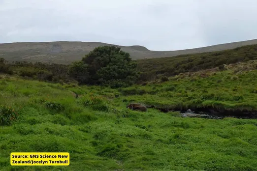 The story of the loneliest and most isolated tree in the world