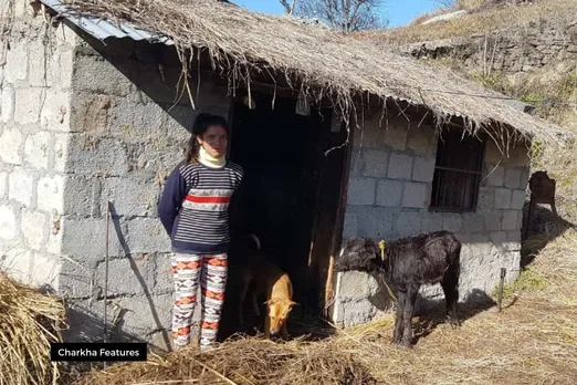 periods in cow shed