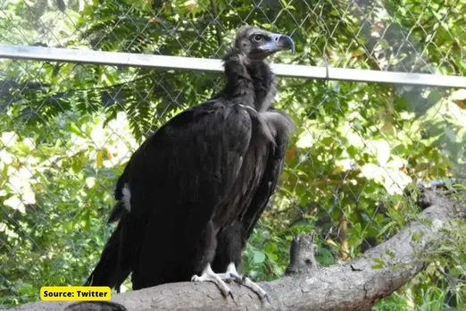 Story of ‘Okhi’ a rare Cinereous vulture, how forest dpt saved this bird?