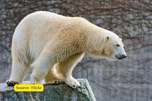 Polar Bears are dying, how climate change affects them?