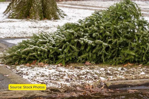 environmental cost of celebrating christmas