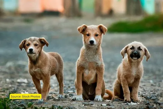 Why stray dogs shot dead in Bihar's Begusarai district? 