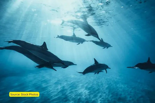 save dolphins initiative india