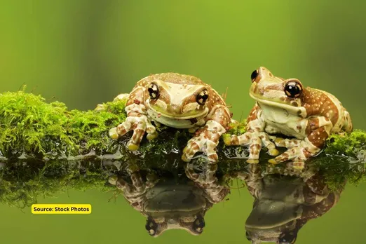 frog population declining