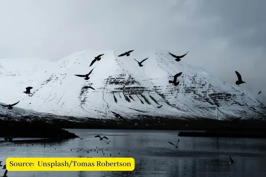 How do birds survive winter and snow storms?