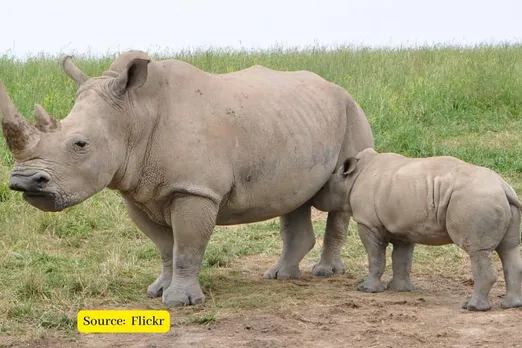 No Rhinos Poached in Assam in 2022