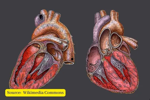Female and male hearts respond differently to stress