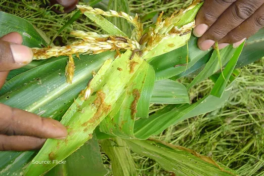 Pest attack alert on wheat crops in these states