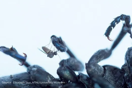 Norway discovers 100+ new insect species with DNA analysis
