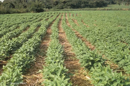New soybean variety helps farmers combat climate change in Dhar, MP