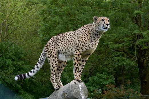 cheetah died at kuno