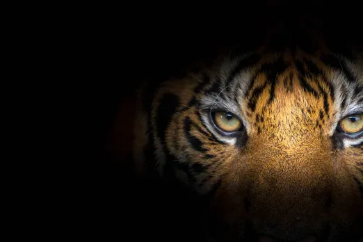 big cats number declining in western ghats
