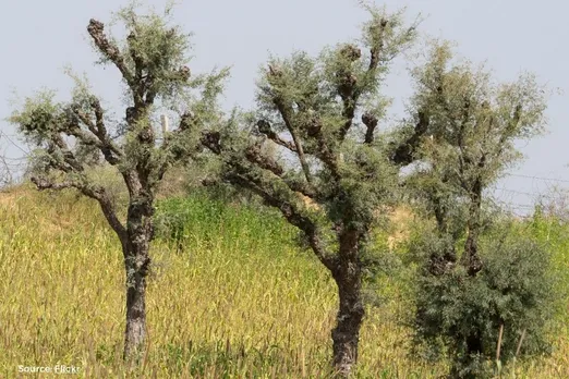 Climate change affecting Rajasthan's ker-sangri production and prices soar