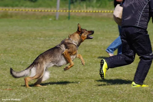 Climate change is making your dog aggressive: Report