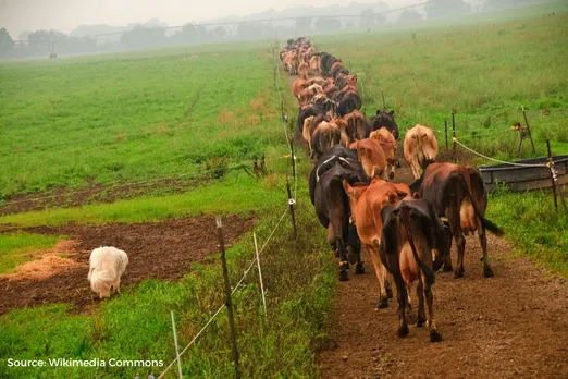Investment in India can make significant climate impact in livestock sector