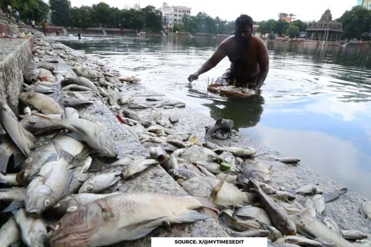 Did Lamp oil cause mass fish deaths in Mylapore temple tank?