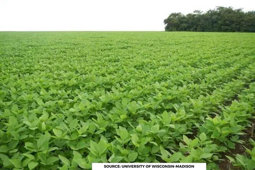 Soy production in Brazil linked to rise in child cancer deaths: Study