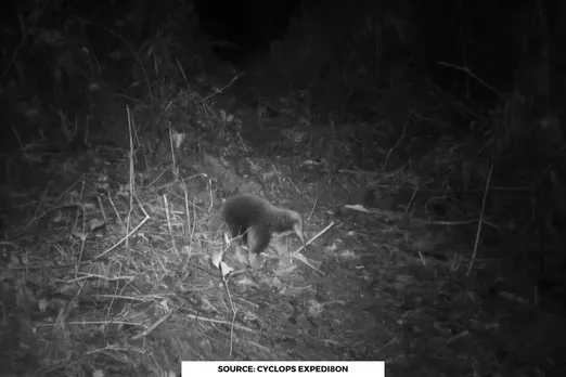Endangered echidna not seen in 60 years caught on camera