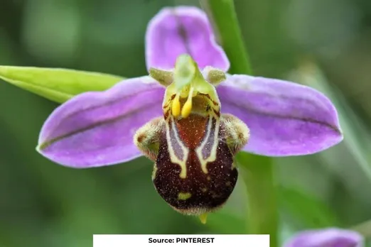 European forests lose orchids but gain roses, due to human action