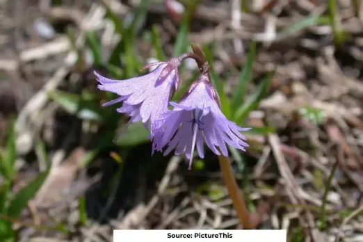Early snow melt impacts Alpine plants in Himalayas: study