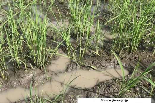 With deforestation malaria mosquitoes shifting to rice fields in Meghalaya