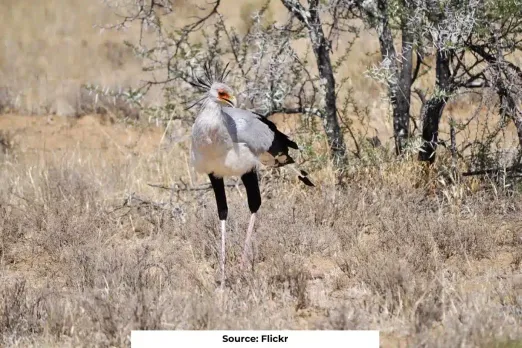 Africa's raptors face extinction crisis: study warns