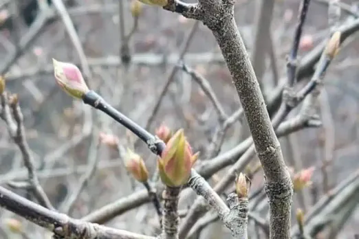 Kashmir faces threat of early bloom & climatic challenges for crops