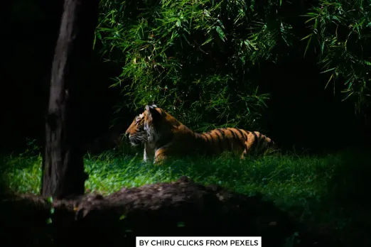 Bhopal Tiger