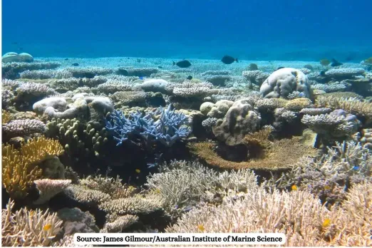 Gujarat coral reef translocation project controversy explained