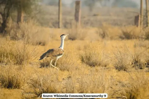 SC considers lifting ban on transmission lines in Great Indian Bustard areas