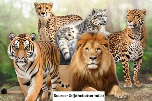 International Big Cat Alliance