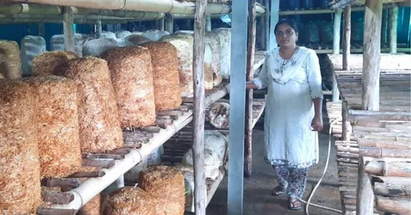 Mushroom Farming by Anjana