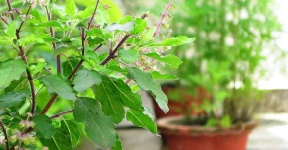 Grow Tulsi at Home