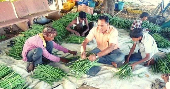 Drumstick Farmer