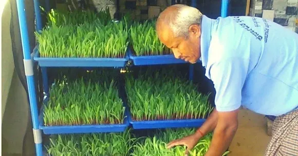 Hydrogreen fooder