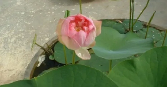 Lotus