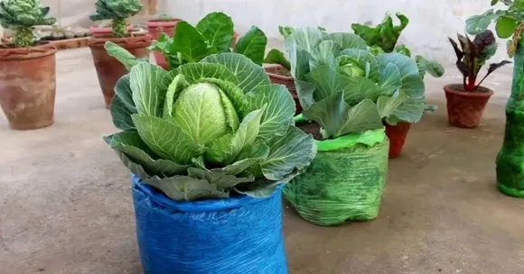 home grown vegetables