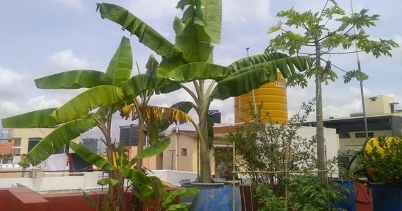 Grow Banana