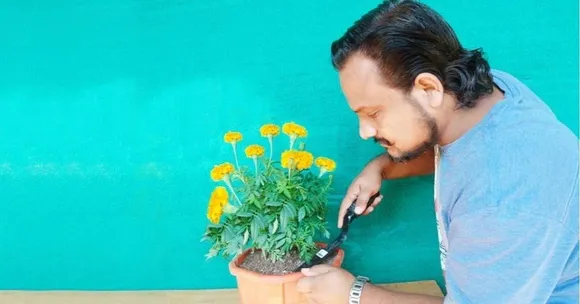 Grow Marigold