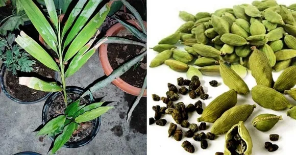 grow Elaichi