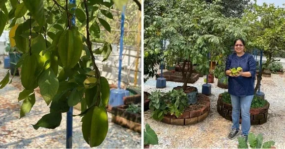 Terrace Gardening