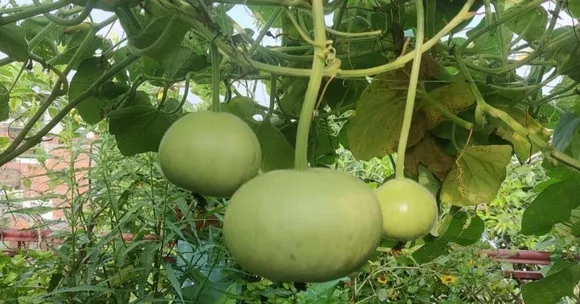 Grow Vegetables