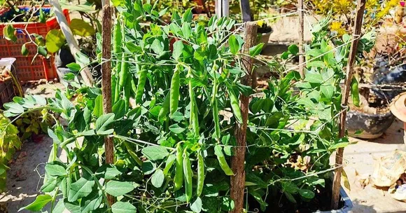 Grow Peas