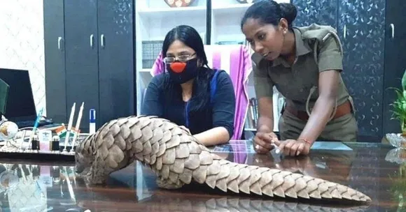 Pangolin