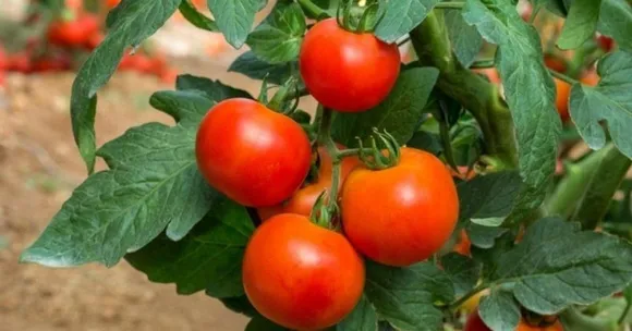 grow tomato
