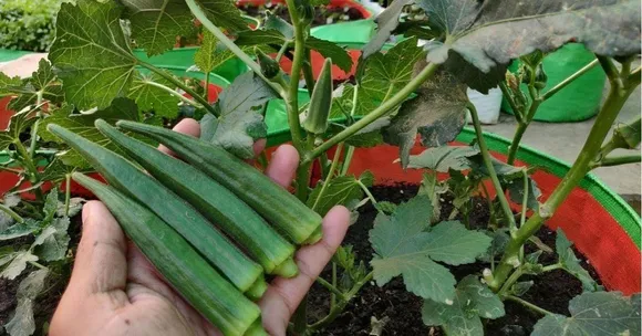 Grow Okra