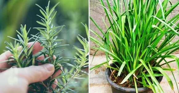 Mosquito Repellent Plants